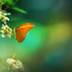 Illustration for article titled Ethereal Insect Photographs Will Cure Your Phobia of Bugs